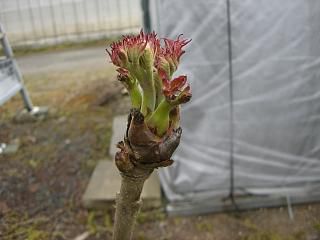 ◆たらの芽伸びてきました。　　＠＠＠