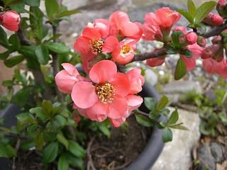 ◆ボケの花でしょうか　＠＠＠