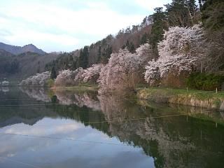 ◆鈴沼の桜　　＠＠＠