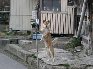 ◆今朝のワン公　　＠＠＠