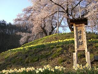 ◆峰岸桜満開です。　　＠＠＠