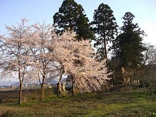 ◆犬の宮猫の宮　さくら風景　　＠＠＠