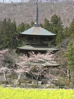 ◆安久津八幡の桜　　＠＠＠