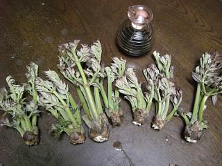 ◆今年初めでの『タラの芽』　　＠＠＠