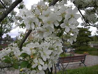 ◆ひめりんこ゛も咲きました。　　　＠＠＠