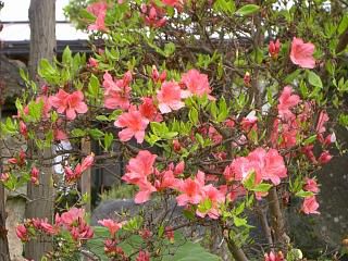 ◆つつじも咲いています。　　＠＠＠