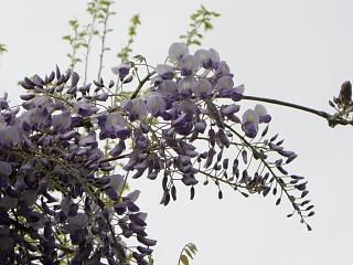 ◆藤の花咲き始めました。　　　　＠＠＠＠