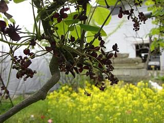 ◆今年は特にアケビ花がにぎやかです。　　＠＠＠