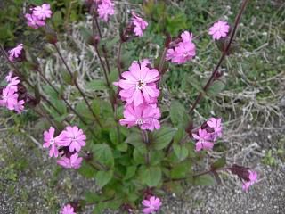 ◆この花は他人さまの庭　　＠＠＠