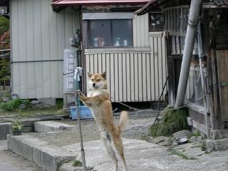 ◆今朝のワン公　　　＠＠＠