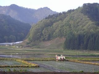 ◆田植もようやく始まりました。　　　＠＠＠