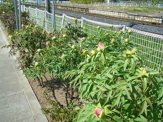 ◆太陽館ぼたん園開花状況　今日のぼたん