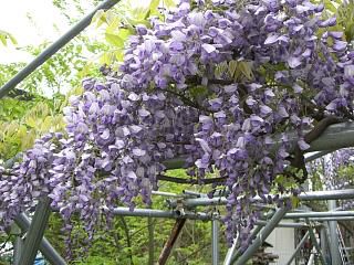 ◆藤の花の香りが　　*--*-＠＠＠