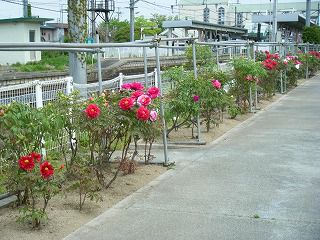 ◆太陽館ぼたん園開花状況　今日のぼたん