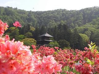 ◆つつじと三重塔　　＠＠＠