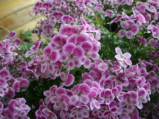 ◆この花は　　＠＠＠