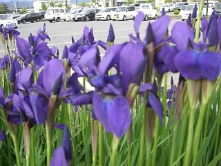 ◆菖蒲も咲いています。　　＠＠＠
