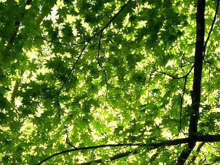 ◆緑がまぶしすぎる観音岩　　＠＠＠