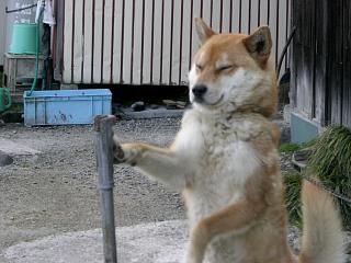 ◆今朝のワン公　　＠＠＠