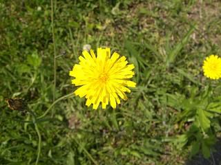◆この花は　/**/*/