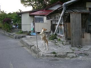 ◆今朝のワン公　＠＠＠