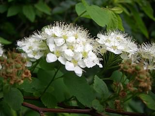 ◆高山植物　アイズシモツケ　　＠＠＠