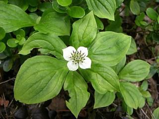 ◆高山植物　ゴゼンタチバナ　　　＠＠＠