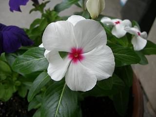 ◆夏の花　　＠＠＠