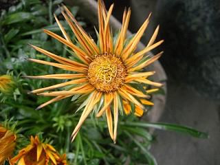 ◆夏の花　　＠＠＠
