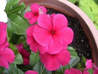 ◆夏の花　　＠＠＠