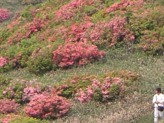 ◆鳩峯山のつつじ見頃です。　＠＠＠