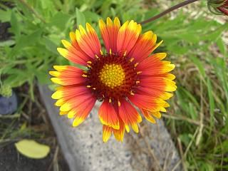 ◆夏の花さまざま　　＠＠