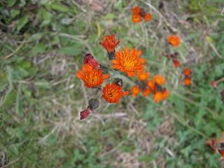◆夏の花さまざま　　　　＠＠＠＠