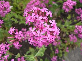 ◆夏の花さまざま　　＠＠＠
