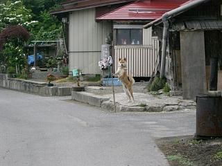 ◆今朝のワン公　　＠＠＠
