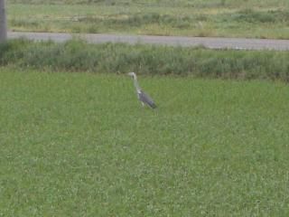 ◆最近カラスがいない　　＠＠＠