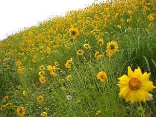 ◆ゆりやあやめだけが花じゃない　　＠＠