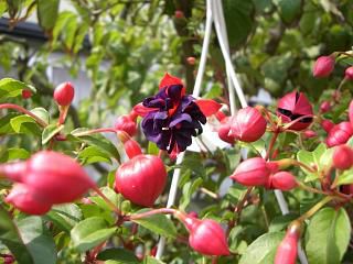 ◆この花なんの花　　＠＠＠