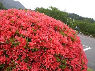 ◆中央公園のつつじも満開です。　　　＠＠＠