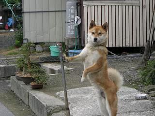 ◆さわやかワン公　　　＠＠＠