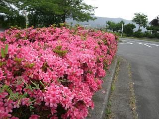 ◆中央公園つつじ満開です。　＠＠＠