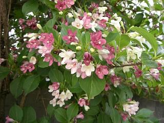 ◆他人さまの花　　＠＠＠