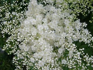 ◆ななかまどの花も咲き始めました。　　＠＠
