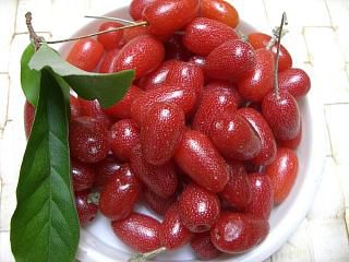 ◆夏の果物　グミ　　＠＠＠
