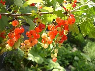 ◆夏の果物　　すぐり　　＠＠＠