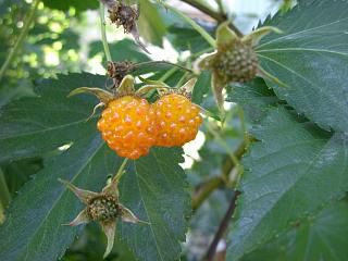 ◆夏の果物　　木イチゴ　　＠＠＠