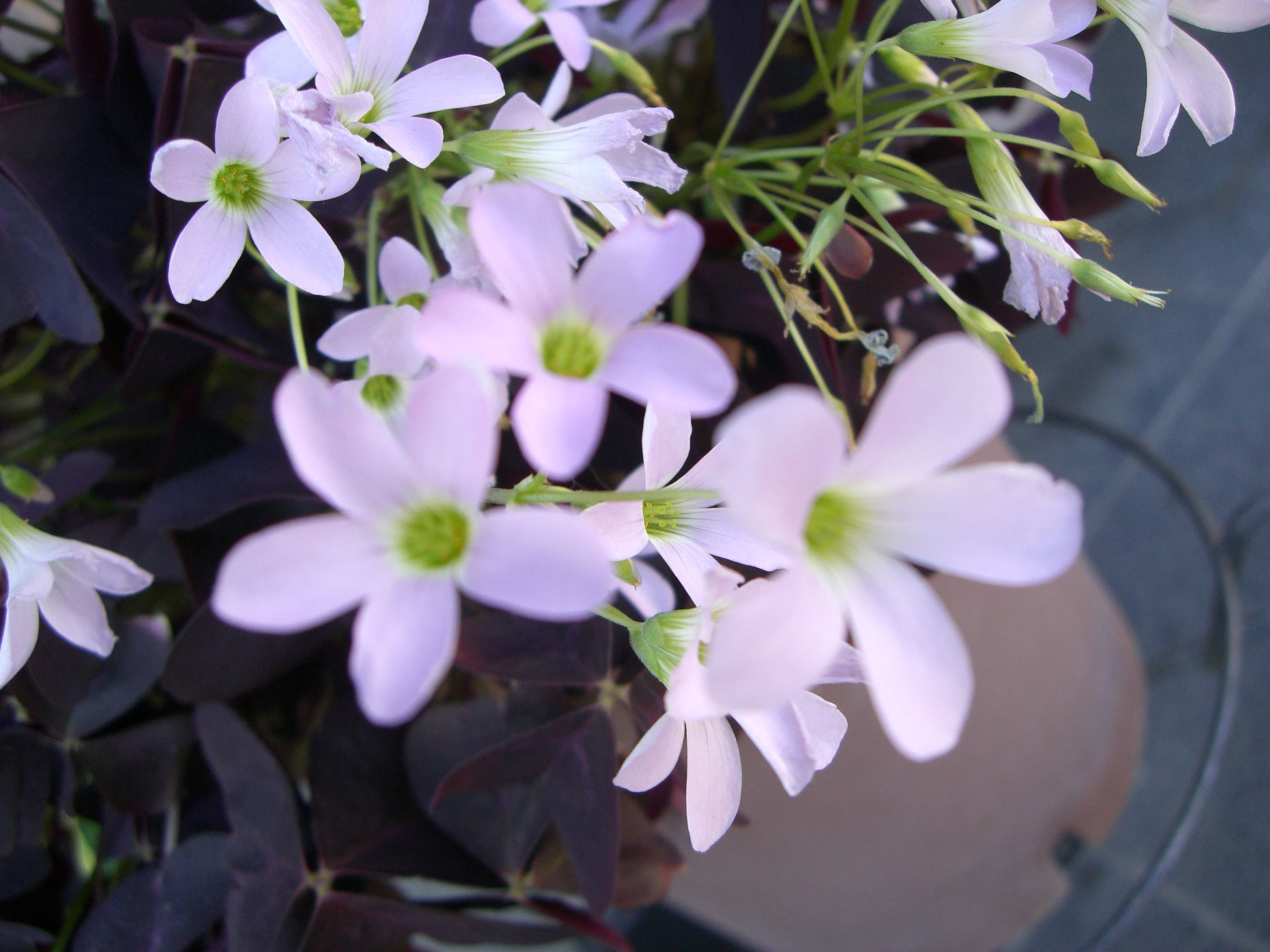 ◆他人さまの花　　＠＠＠
