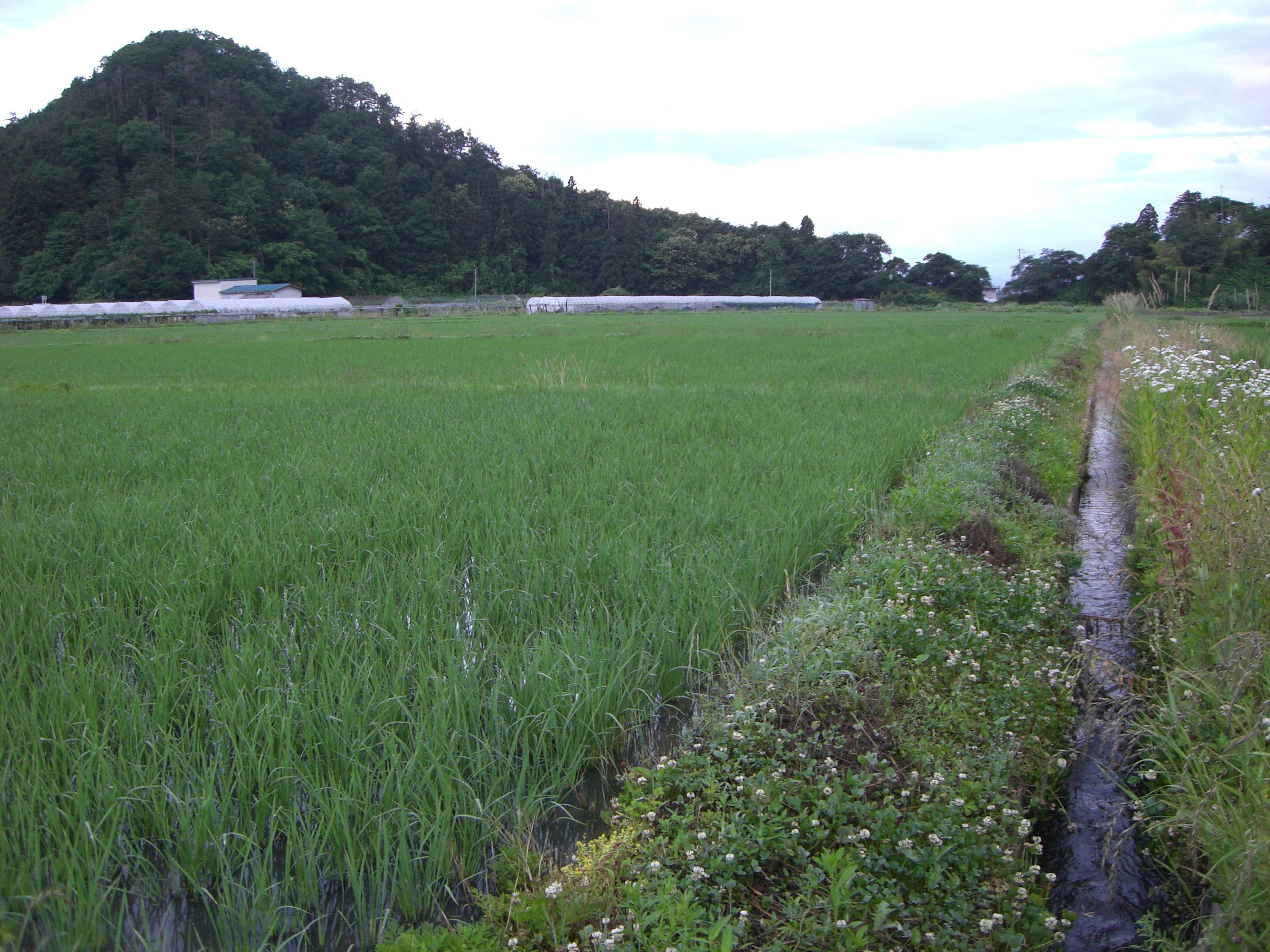◆現在の高畠の田んぼ　＠＠＠