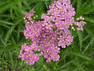 ◆庭隅の花　　＠＠＠