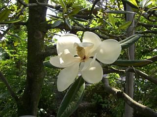◆この花は　　???? @@